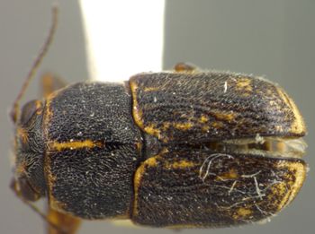 Media type: image;   Entomology 5047 Aspect: habitus dorsal view